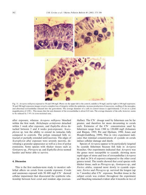 Changes in zooxanthellae density, morphology, and mitotic index in ...