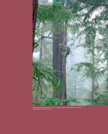 Red cedar - David Suzuki Foundation