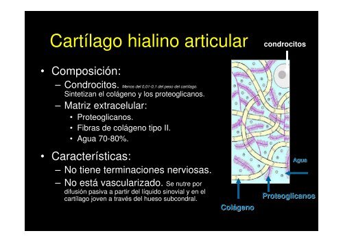 Cartílago hialino articular