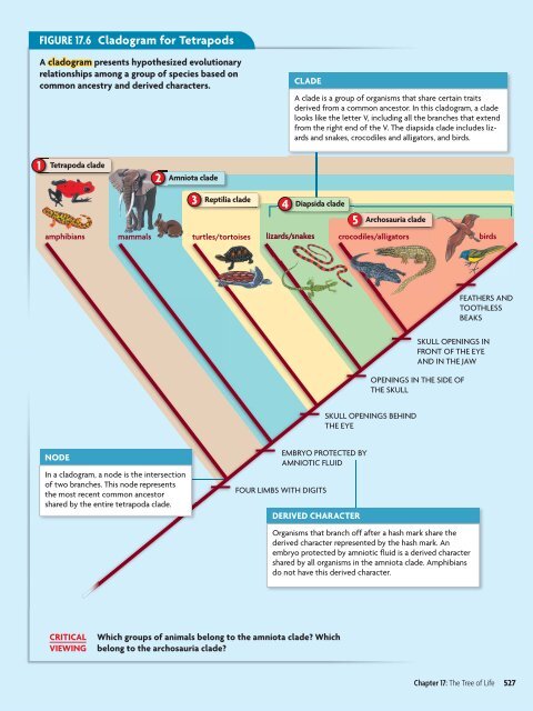 Classification and Diversity