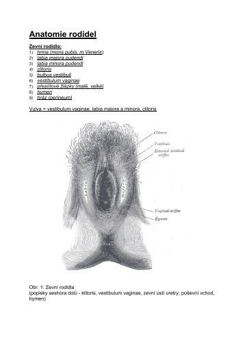 Anatomie rodidel - eAMOS