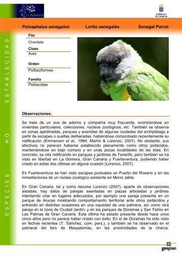 Poicephalus senegalus Lorito senegalÃ©s ... - Interreg Bionatura