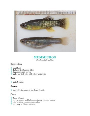 MUMMICHOG - Division of Fish and Wildlife