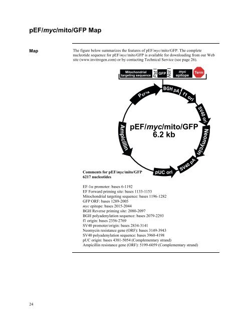 pEF-myc-mito-GFP - CMB Education