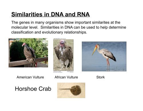 Taxonomy Notes.pdf