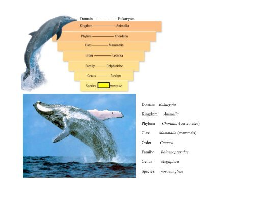 Taxonomy Notes.pdf