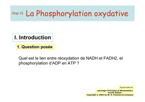 La Phosphorylation oxydative - IBMC