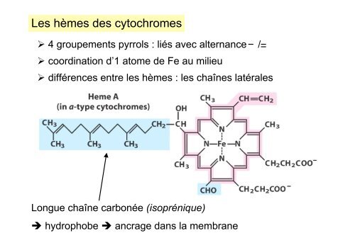 La Phosphorylation oxydative - IBMC