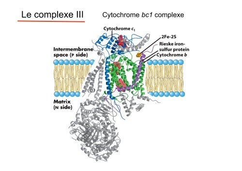 La Phosphorylation oxydative - IBMC