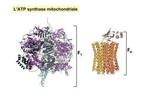 La Phosphorylation oxydative - IBMC