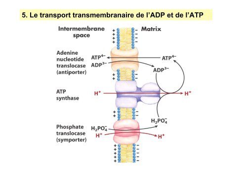 La Phosphorylation oxydative - IBMC