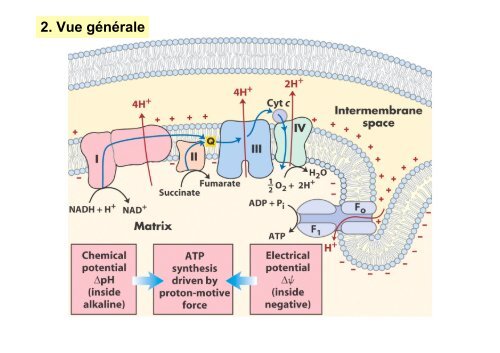 La Phosphorylation oxydative - IBMC