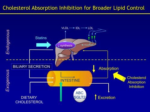 Statin/Ezetimbe Combination Therapy: Emerging Evidence