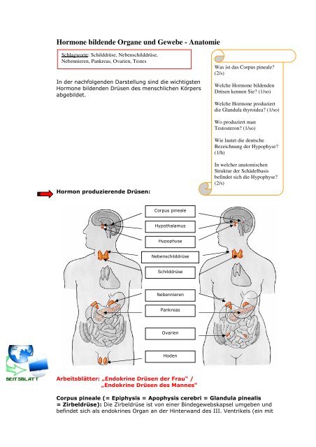 Leseprobe Hormonsystem - pharmaschule.eu