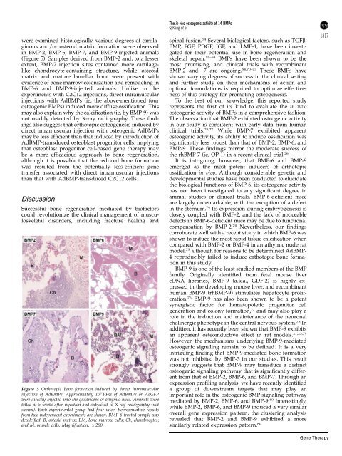 Characterization of the distinct orthotopic bone-forming activity of 14 ...