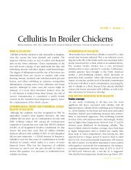 Cellulitis in Broiler Chickens - PDF - Canadian Poultry Consultants Ltd