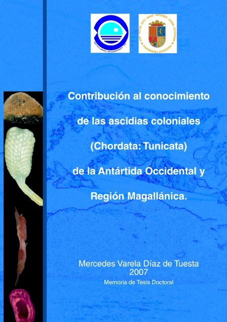 Tesis Doctoral Ascidias antÃ¡rticas Mercedes Varela.pdf - e-IEO