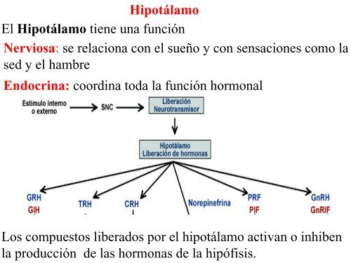 hormonas