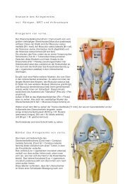 PDF: Anatomie des Kniegelenkes