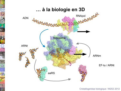 La cristallisation des macromolÃ©cules biologiques - IBMC