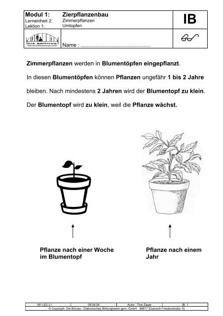 Blumentopf zu klein - aktionbildung