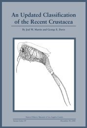 Phylogeny of Harpacticoida (Copepoda): Revision ... - Luciopesce.net