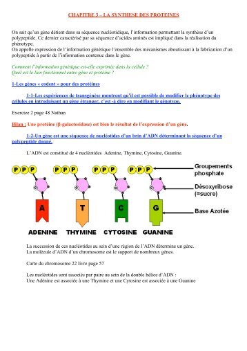 Chapitre 3-La synthÃ¨se des protÃ©ines - Lyceedadultes.fr