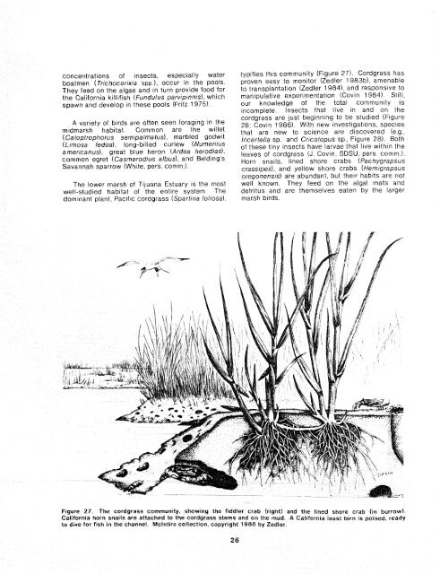 The Ecology of Tijuana Estuary, California: An Estuarine Profile