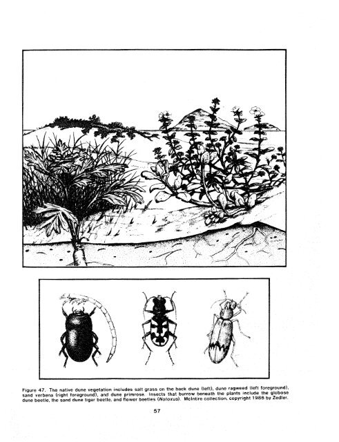 The Ecology of Tijuana Estuary, California: An Estuarine Profile