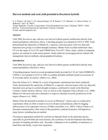 Harvest methods and seed yield potential in Brachiaria hybrids