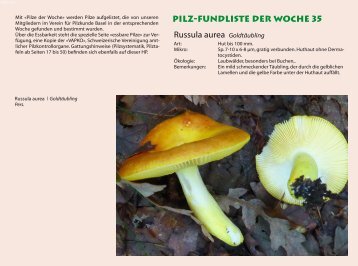 Pilz-Fundliste der Woche 35 Russula aurea GoldtÃ¤ubling - pilze-basel