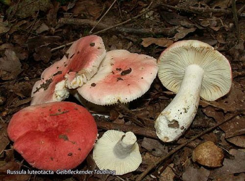 Pilz-Fundliste der Woche 35 Russula aurea GoldtÃ¤ubling - pilze-basel