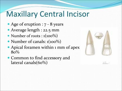 Internal Anatomy of Anterior Teeth