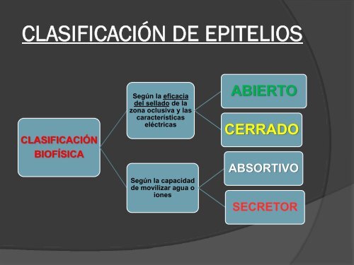 tipos de epitelios