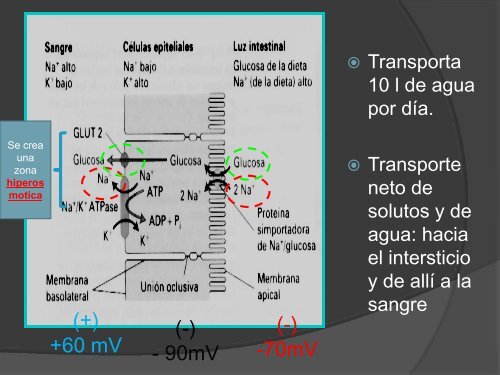 tipos de epitelios