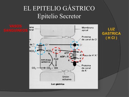 tipos de epitelios