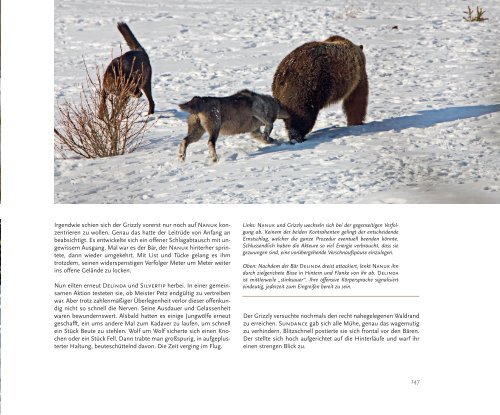 Die Timberwölfe von Banff NP - The Canadian Nature  Photographer