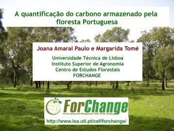 Como se pode medir o sequestro de carbono