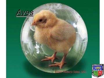 Aves domestica