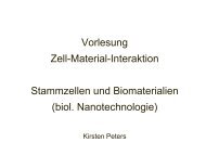 Vorlesung Zell-Material-Interaktion Stammzellen und Biomaterialien ...