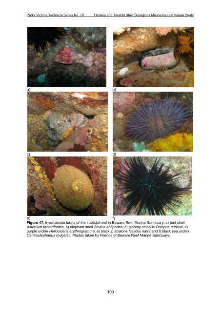 parks victoria technical series marine natural values study vol 2 ...