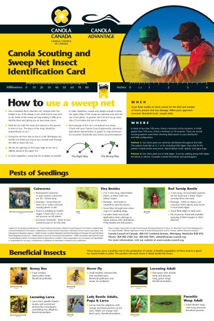 PDF: Canola Scouting and Sweep Net Insect ... - SaskCanola
