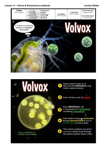 Lesson 11 - Volvox & Paramecium.notebook