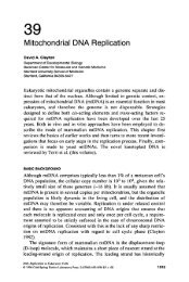 Chapter 39: Mitochondrial DNA Replication (PDF)