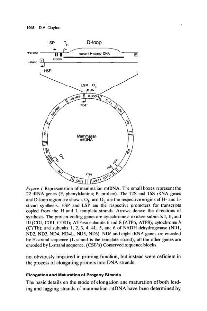 Chapter 39: Mitochondrial DNA Replication (PDF)