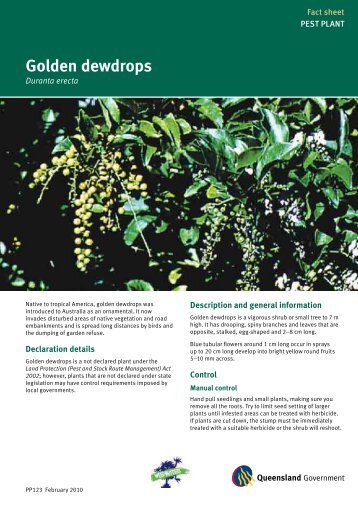 Golden dewdrops - Moreton Bay Regional Council
