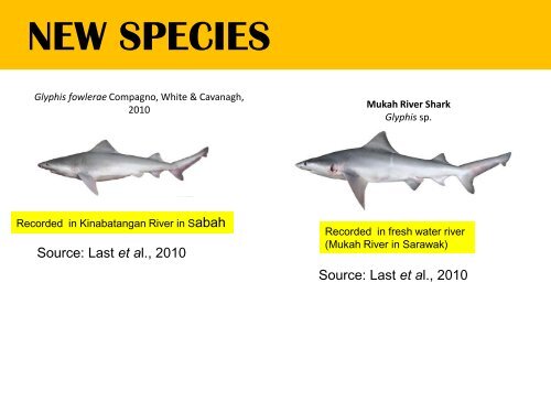 chondrichthyans biodiversity in the southeast asian ... - seafdec.org.my