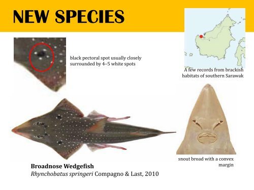 chondrichthyans biodiversity in the southeast asian ... - seafdec.org.my