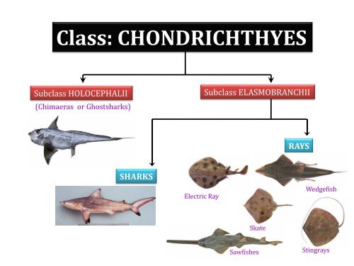 chondrichthyans biodiversity in the southeast asian ... - seafdec.org.my