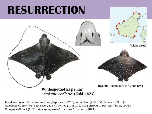 chondrichthyans biodiversity in the southeast asian ... - seafdec.org.my